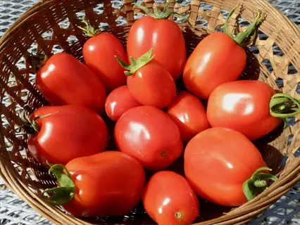 woven basket overflowing with ripe roma tomatoes from the 'roma' variety harvest