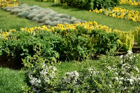 yarrow yellow flowers in a garden with green shrubs and white blooms