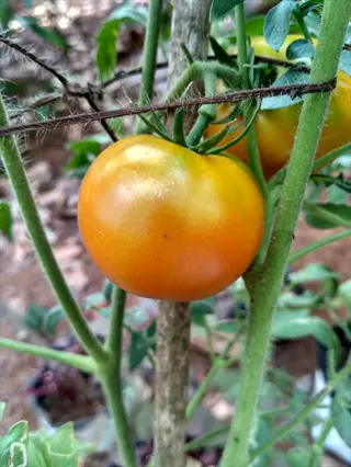 yellow cherry tomatoes plant with ripening fruit, similar to patio choice yellow hybrid variety