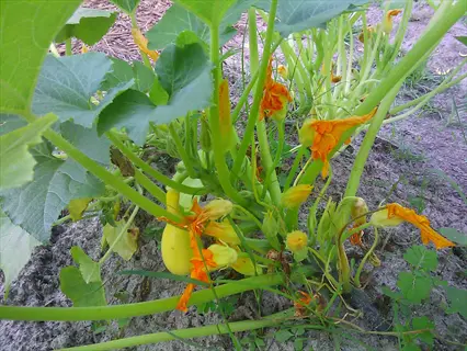 yellow crookneck squash plant with bright orange flowers in a garden
