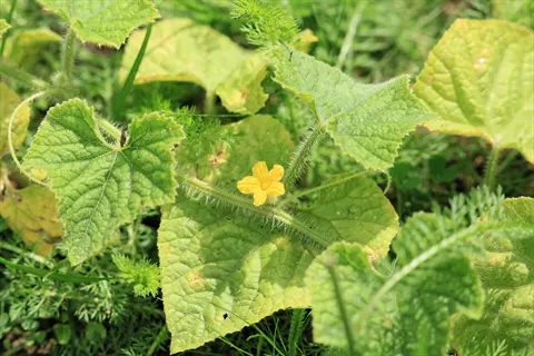 yellow cucumber leaves with green foliage and a small yellow flower in a garden setting