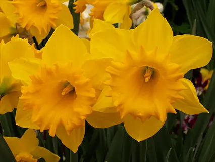 yellow dutch master daffodils blooming with green foliage