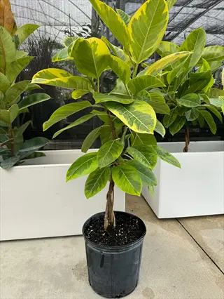 yellow gem ficus plant in black pot showcasing large thick leaves with yellow variegation at greenhouse among other tropical plants