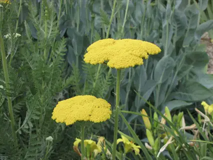 yellow gold plate yarrow flowers with green foliage