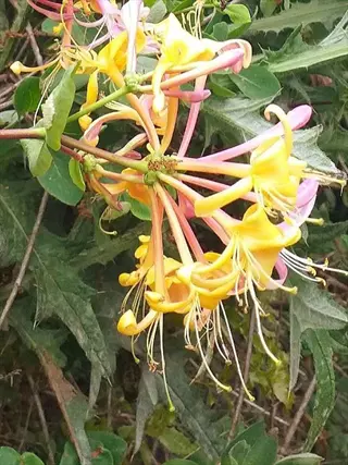 yellow honeysuckle flowers with pink-tipped petals blooming among green foliage