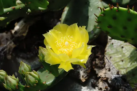 yellow opuntia humifusa blooming with green pads and unopened buds in natural habitat