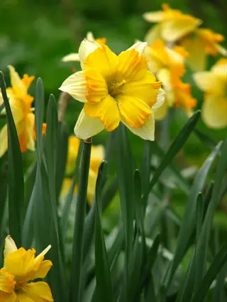yellow split corona narcissus flowers with white petals and green stems in a garden