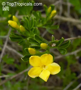 yellow winter jasmine flowers with green leaves and buds