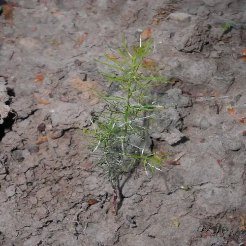 young asparagus plant emerging from soil during crowns planting phase
