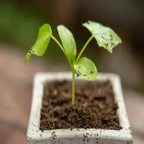 young beet seedling growing in garden soil within a square pot, vibrant green leaves against blurred natural background