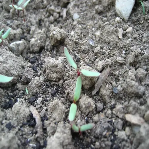 young beet seedlings sprouting from seeds in a garden bed with rocky soil