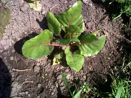 young bright lights chard plant with vibrant green leaves and pink veins growing in soil
