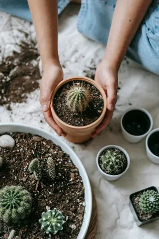 young cactus transplanting: hands holding terracotta pot with cactus amid other potted succulents and planting materials during home gardening
