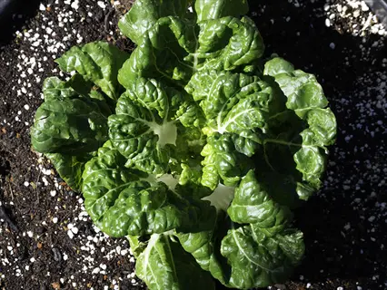 young chard seedling thriving after planting chard seeds, showing dark green textured leaves with prominent veins growing in soil with white amendments