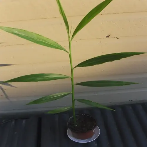 young ginger plant in small brown pot on white saucer against light wall