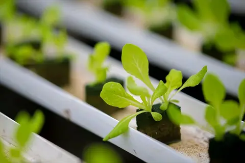 young hydroponic spinach leaves growing in individual containers on a tray in a controlled environment