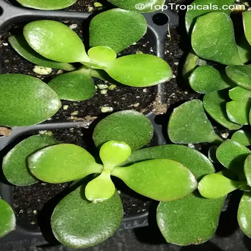 young jade plant seedlings thriving in sunlight