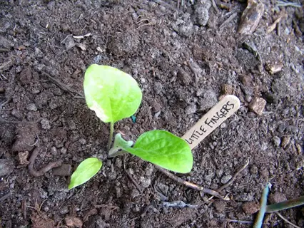 young little fingers eggplant seedling growing in soil with plant label marker