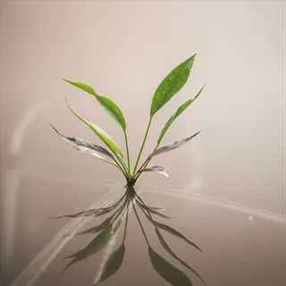 young plant with green and burgundy leaves demonstrating plant water transport through hydraulic system, reflected in still water