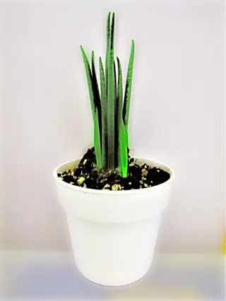 young snake plant in white pot for home entrance feng shui, attracting positive energy flow