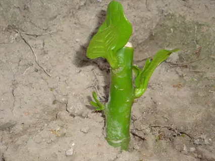 young softwood stem cutting with new leaves developing in soil during propagation