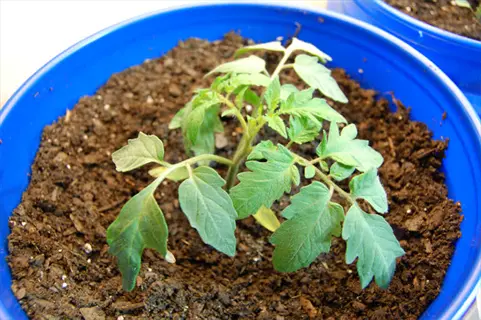 young tomato seedling in blue container during transplanting stage with nutrient-rich soil