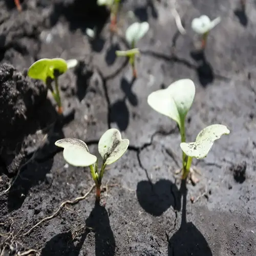young vegetable garden seedlings sprouting from cracked soil in spring sunlight