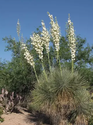 yucca plant with tall stalks of white flowers in a desert landscape