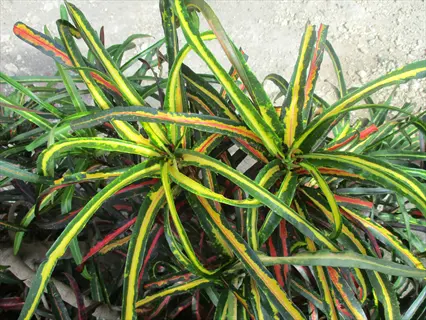 zanzibar croton plant showcasing vibrant narrow leaves with green, yellow, and red variegation