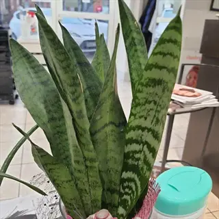 zeylanica snake plant (sansevieria zeylanica) in decorative glass container with pink accents. multiple cylindrical green leaves with dark horizontal bands. indoors on table with beauty salon items: aqua bottle, magazines, and hair products in background