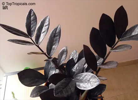 zz plant with dark glossy leaves in a pot near a window, showing shiny foliage and stem structure